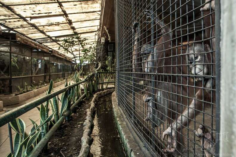 Apes living in substandard conditions at Pata Zoo