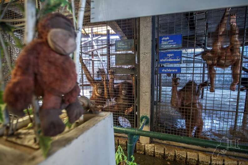 Orangutans on display at Pata Zoo
