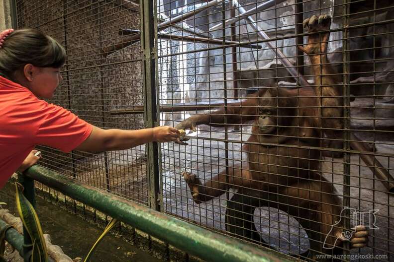 Visitor feeding orangutan