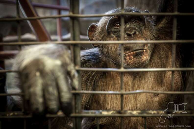Ape looking out through zoo cage bars