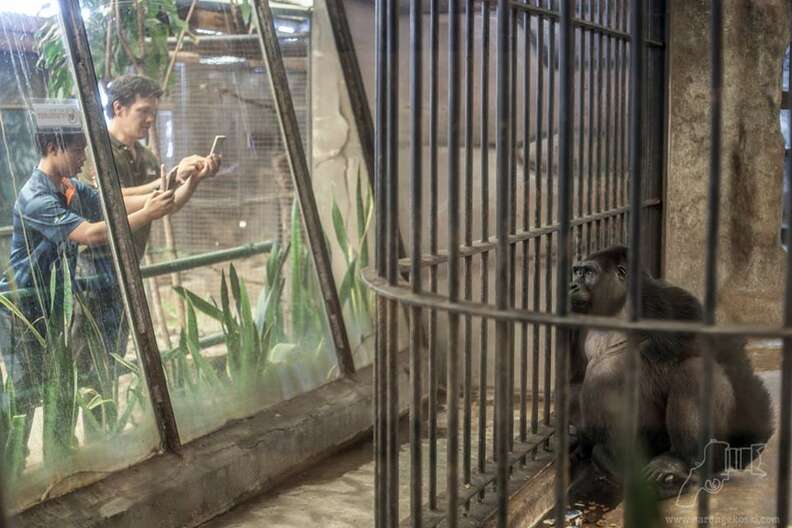 Gorilla inside zoo enclosure