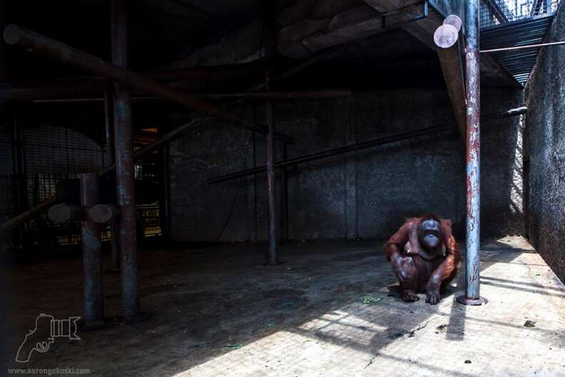 Orangutan inside barren enclosure