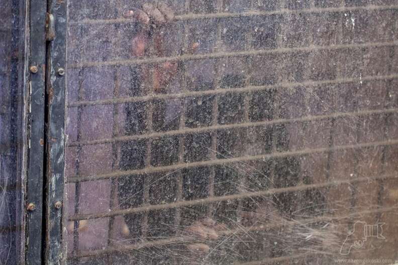 Chimpanzee inside dirty cage
