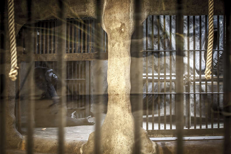 Gorilla living at Pata Zoo