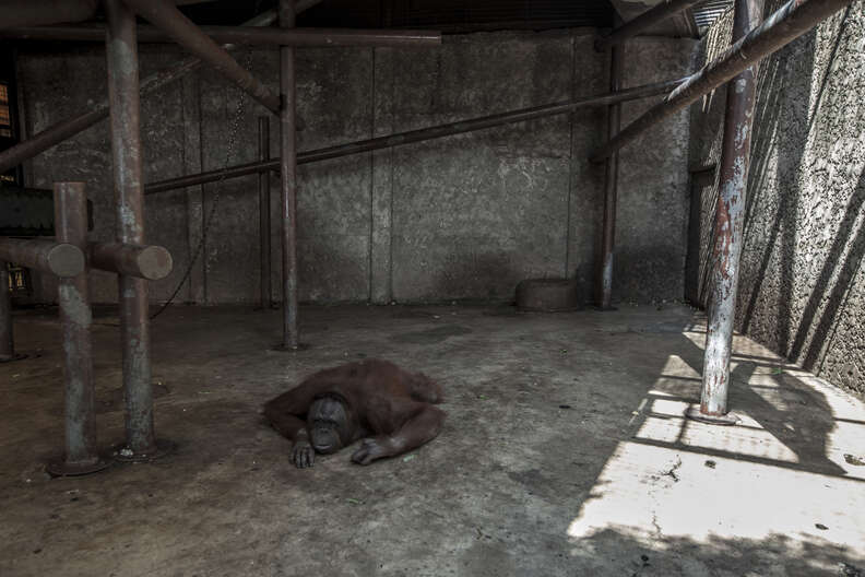Orangutan lying on floor of his enclosure