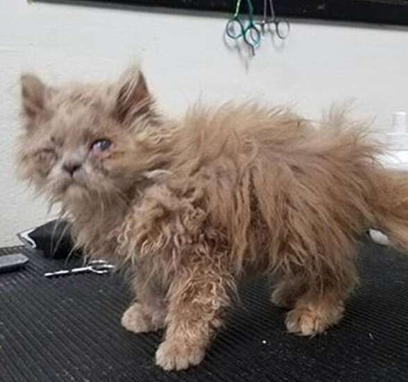 kitten found in a bush rescued