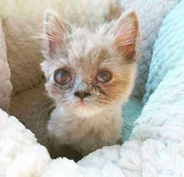 kitten found in a bush rescued