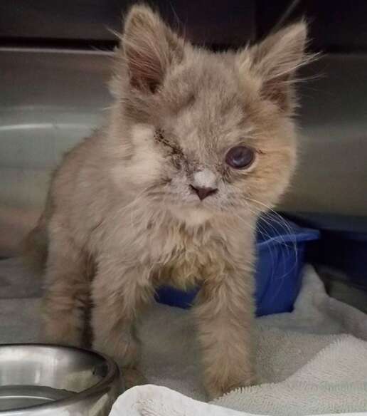 kitten found in bushes rescued