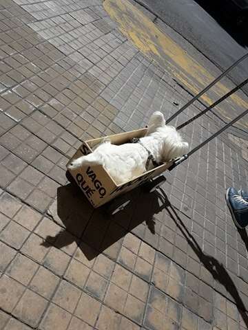 World's Laziest Dog Simply Prefers Not To Walk - The Dodo