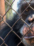 Animal Advocates and Academics Seek Personhood Rights for Chimpanzees