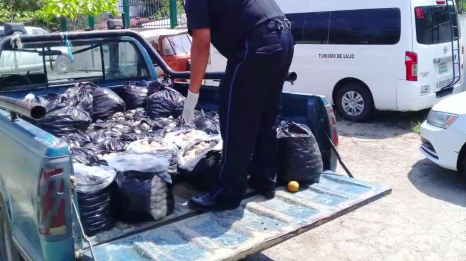 Mexican Police Recover 22,000 Smuggled Sea Turtle Eggs - The Dodo