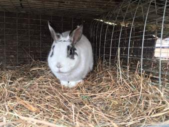 new york farm animal rescue