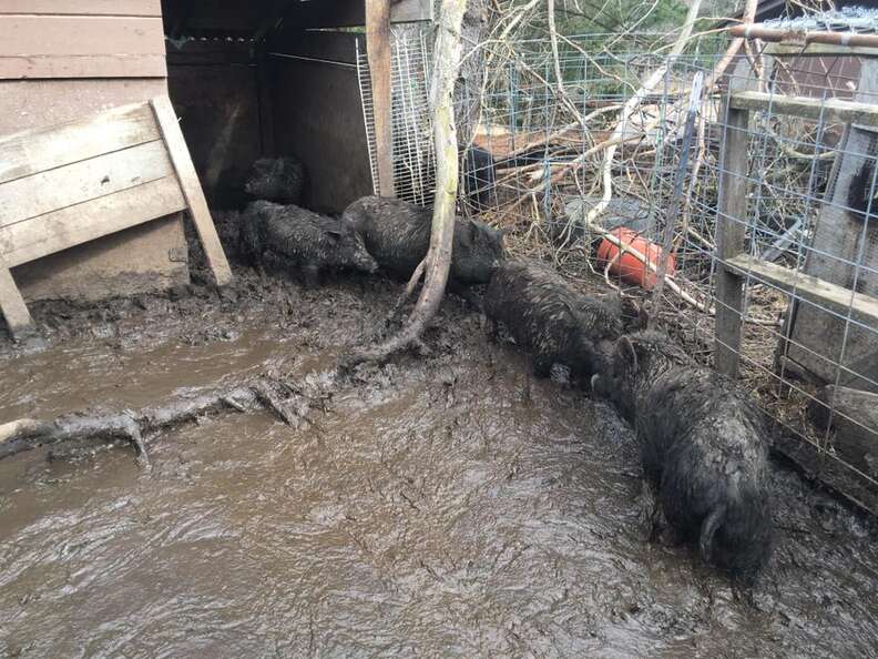 new york pig rescue cruelty farm