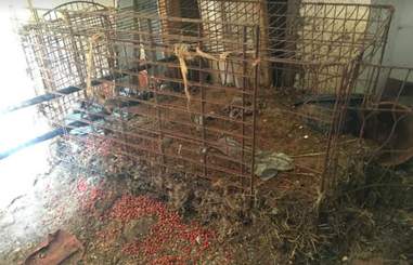 farm animal rescue new york