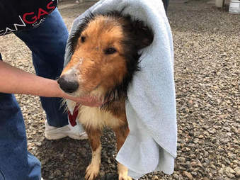 farm dog rescue new york