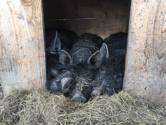 pig rescue new york