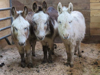 donkey rescue new york