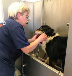 dog farm rescue new york
