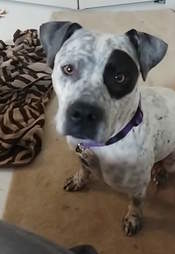 JoJo the pointer mix in SPCA of Texas