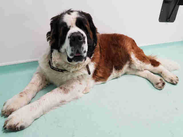 st bernard teddy bear