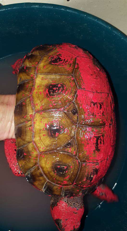 Rescued tortoise inside tub of water