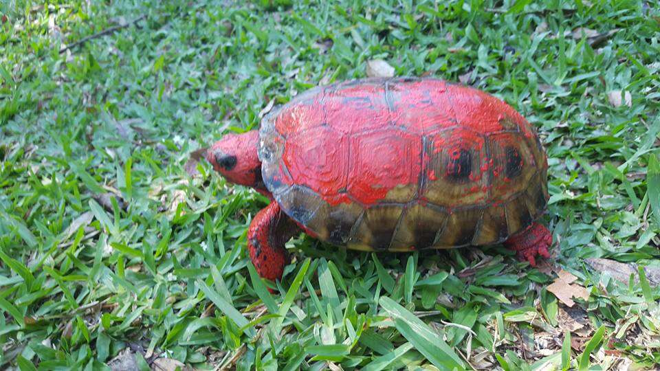 Rescue tortoise with red paint on him