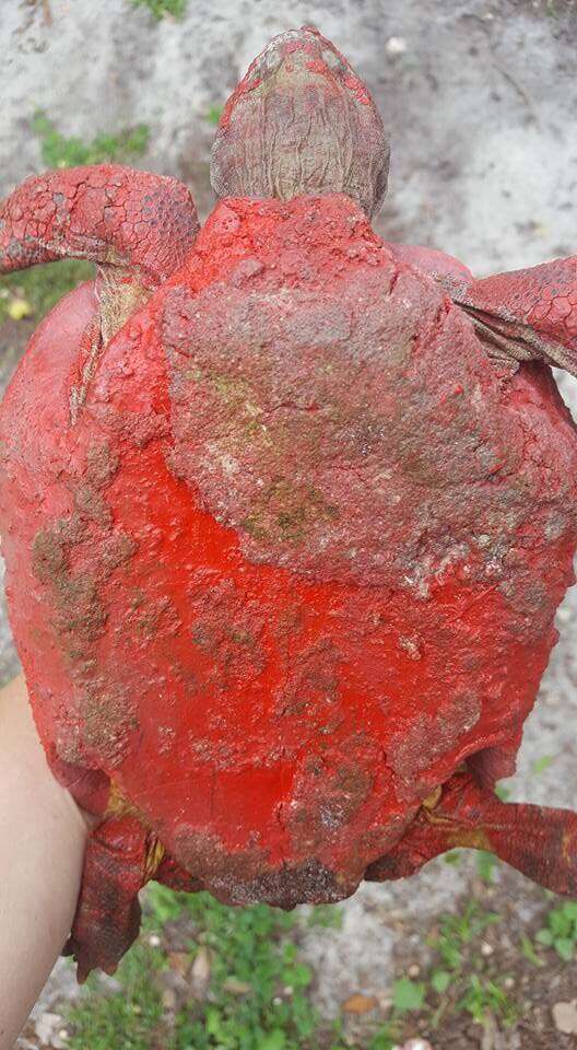 Wild tortoise covered in red paint