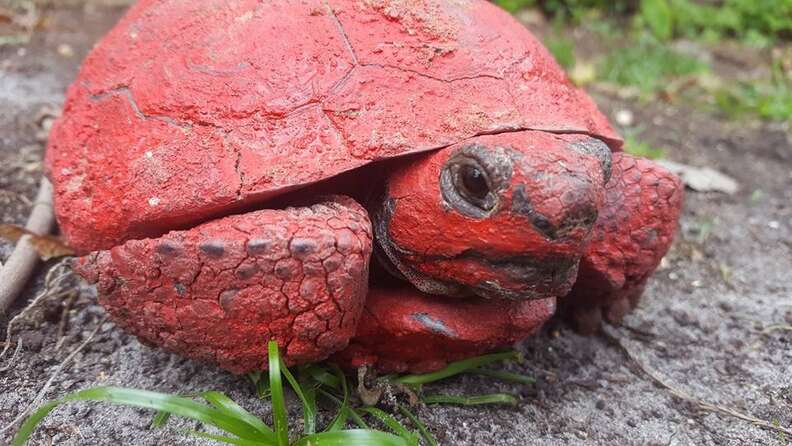Gopher tortoise covered in red paint