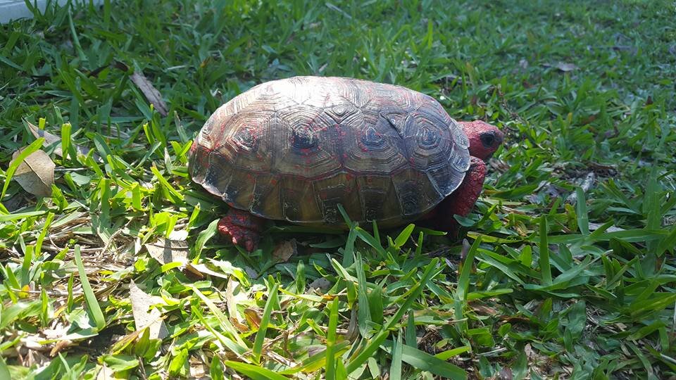 Florida Gopher Tortoise Found Covered In Concrete And Red Paint The Dodo