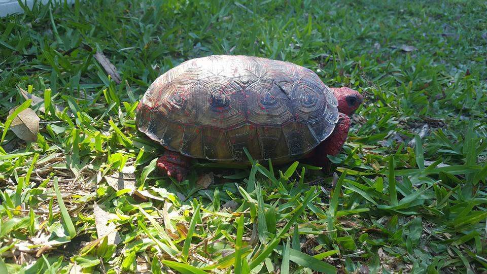 Rescue tortoise on the grass
