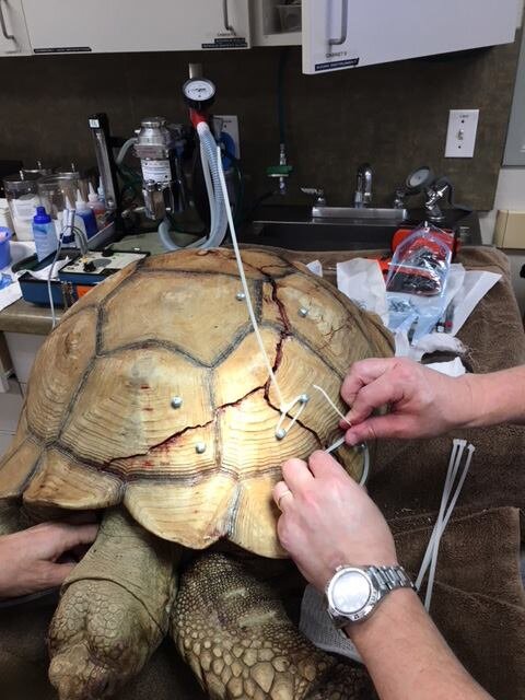 Tortoise Found With A Broken Shell Recovering In California - The Dodo