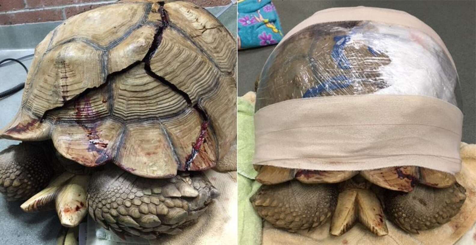 Tortoise Found With A Broken Shell Recovering In California The Dodo 