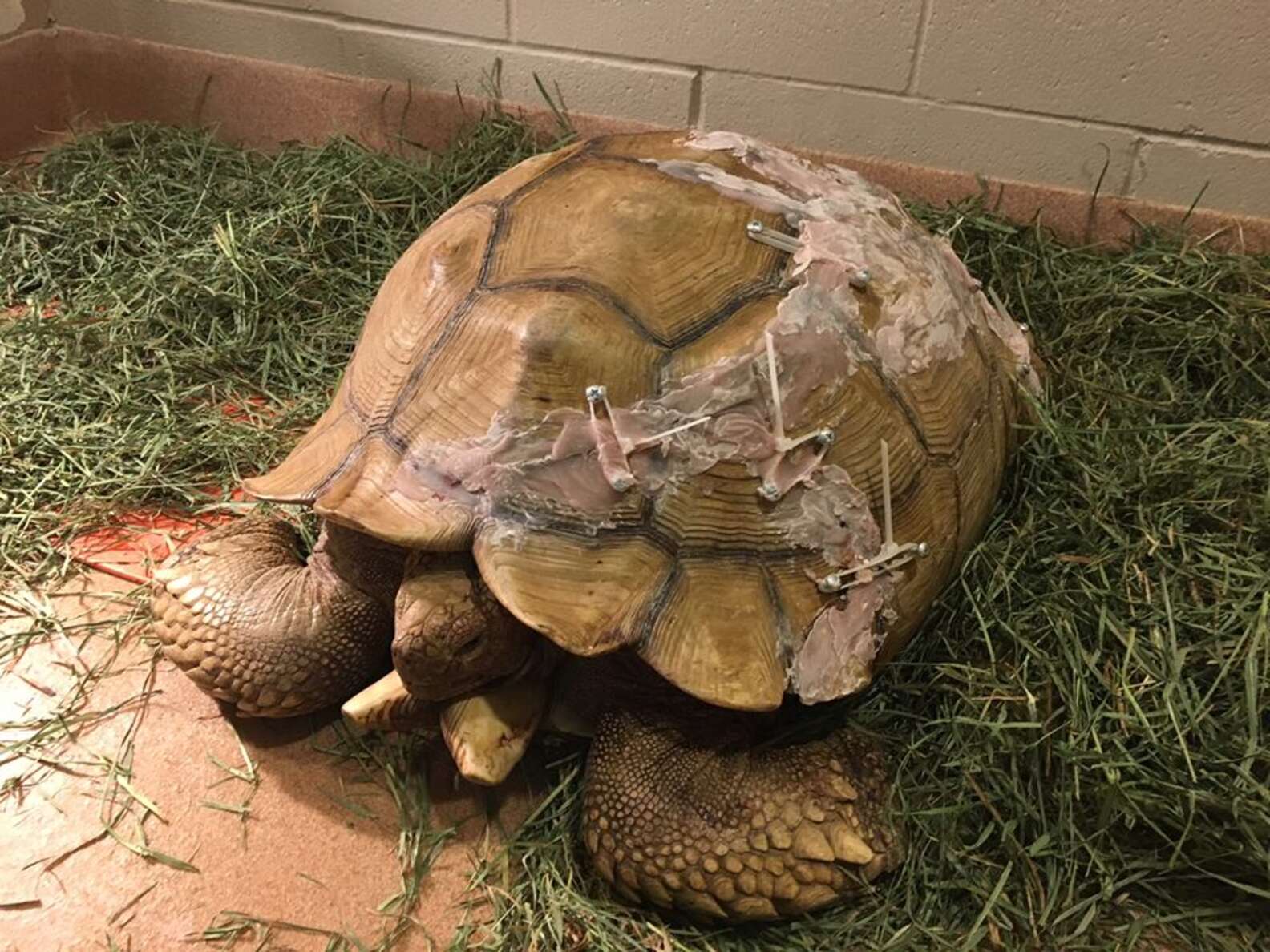 Tortoise Found With A Broken Shell Recovering In California - The Dodo