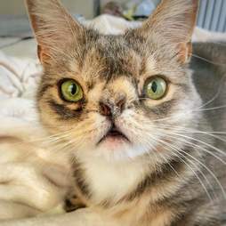 Cat Who Looks A Little Different Finds The Perfect Family The Dodo