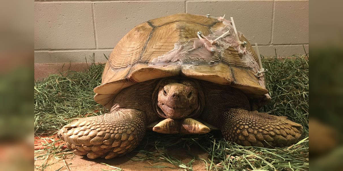 tortoise-found-with-a-broken-shell-recovering-in-california-the-dodo