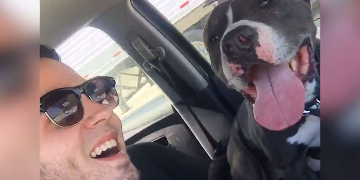 Guy Goes To Adopt A Pit Bull — But Can’t Bring Home Just One - Videos ...