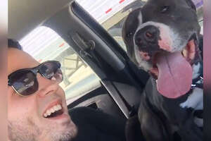 Guy Goes To Adopt A Pit Bull — But Can’t Bring Home Just One