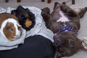 Pit Bull Wins Over Her Guinea Pig Sisters