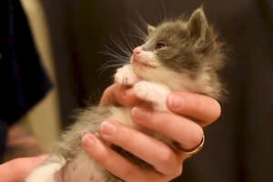 Kitten Who Was The Runt Of Her Litter Is A Tiny Fighter