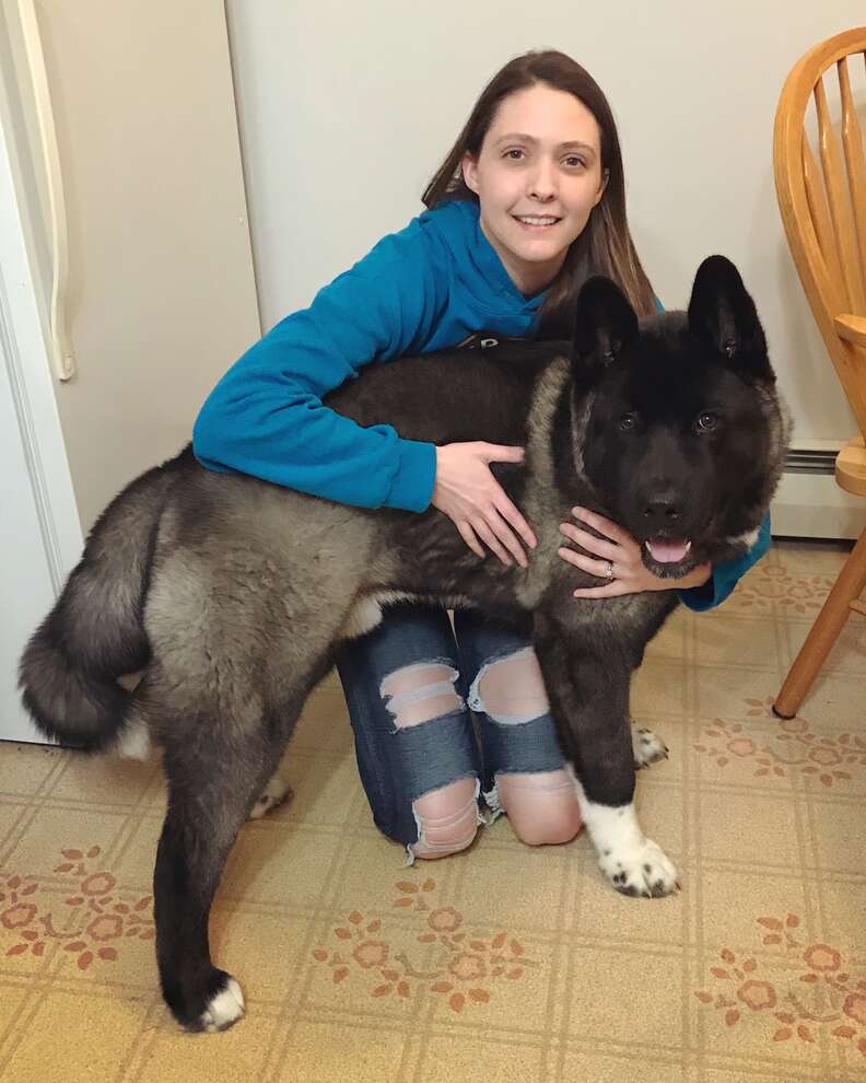 Photos Capture Akita Puppy's Incredible Growth Spurt - The Dodo