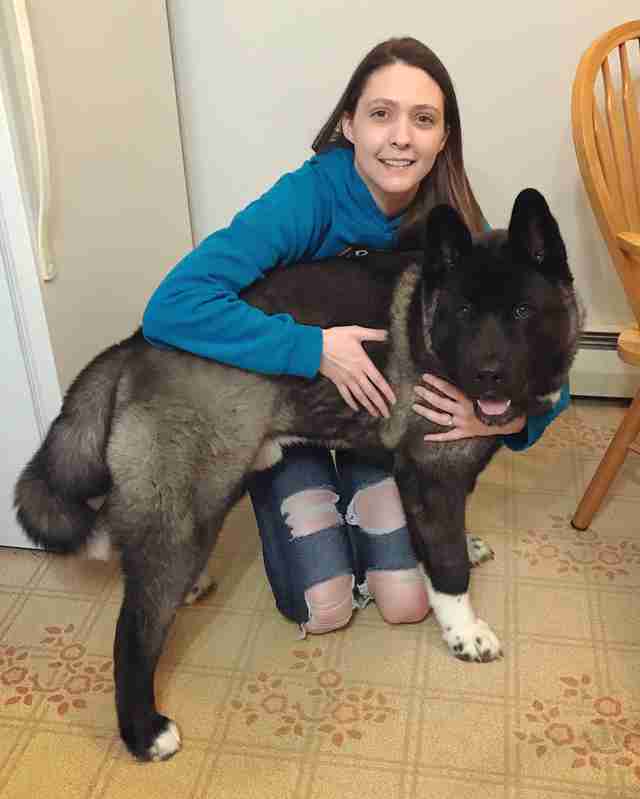 Photos Capture Akita Puppy's Incredible Growth Spurt - The ...