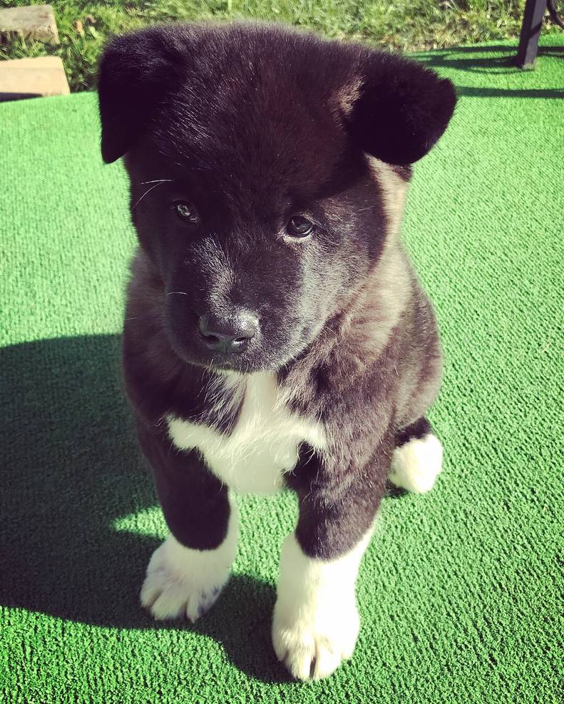 Photos Capture Akita Puppy S Incredible Growth Spurt The Dodo