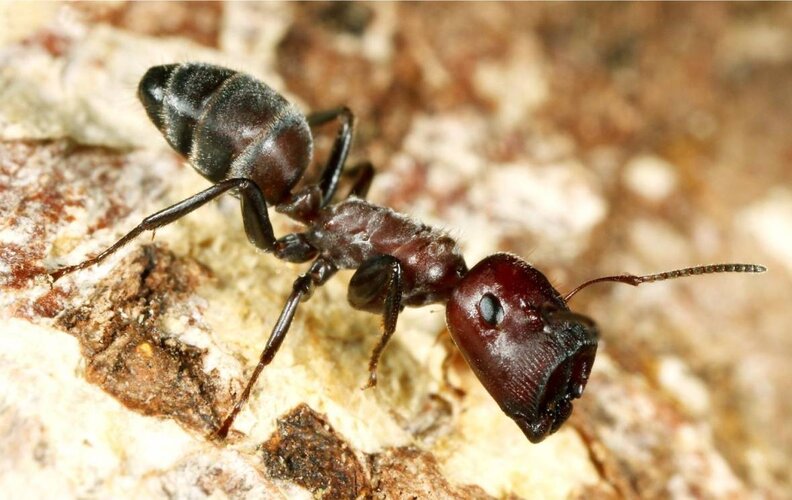 New Species Of Exploding Ant Can Sacrifice Herself To Save Her Colony ...