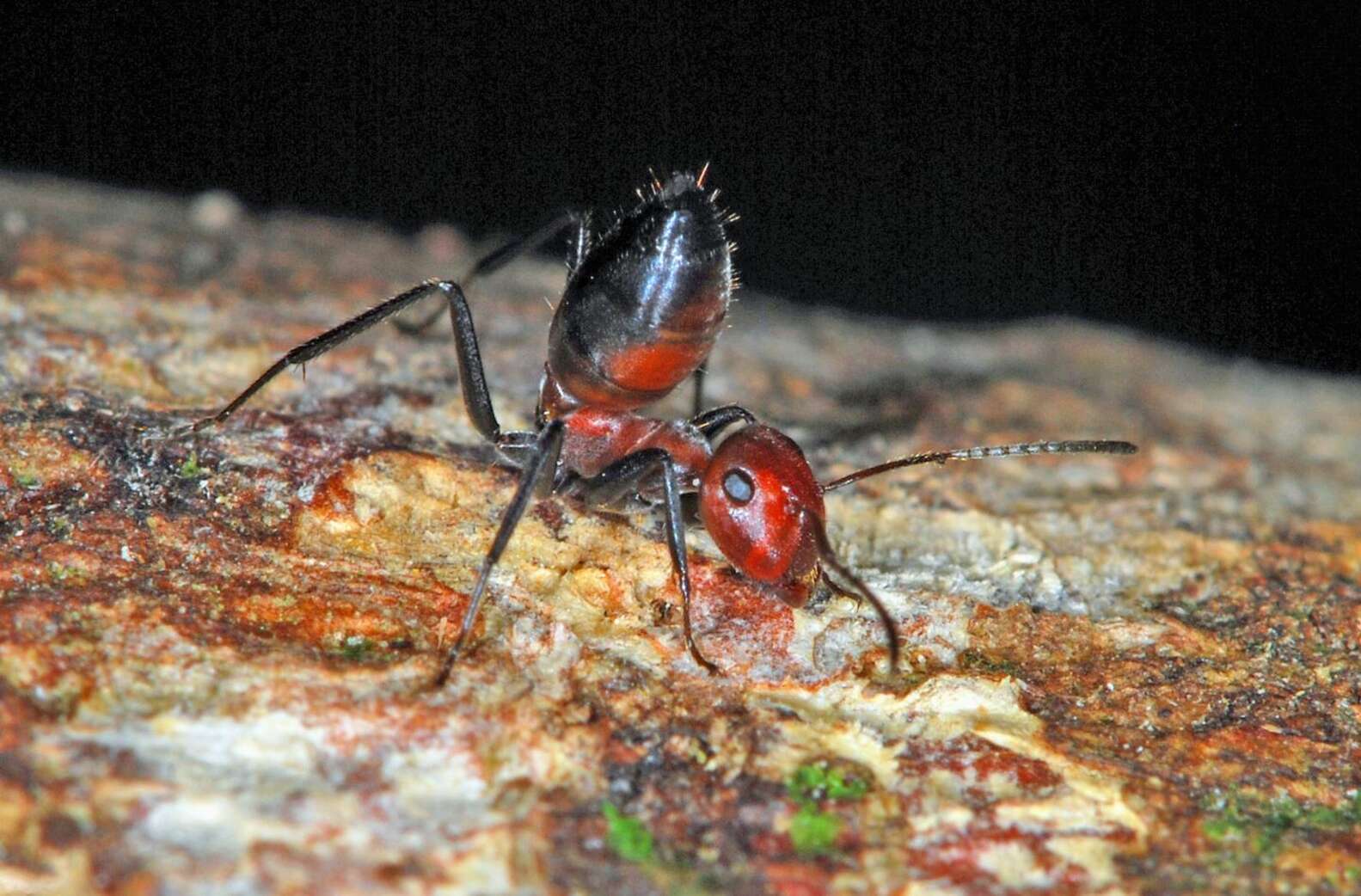 Ant Exploded New Species Of Exploding Ant Can Sacrifice Herself To Save Her Colony ...