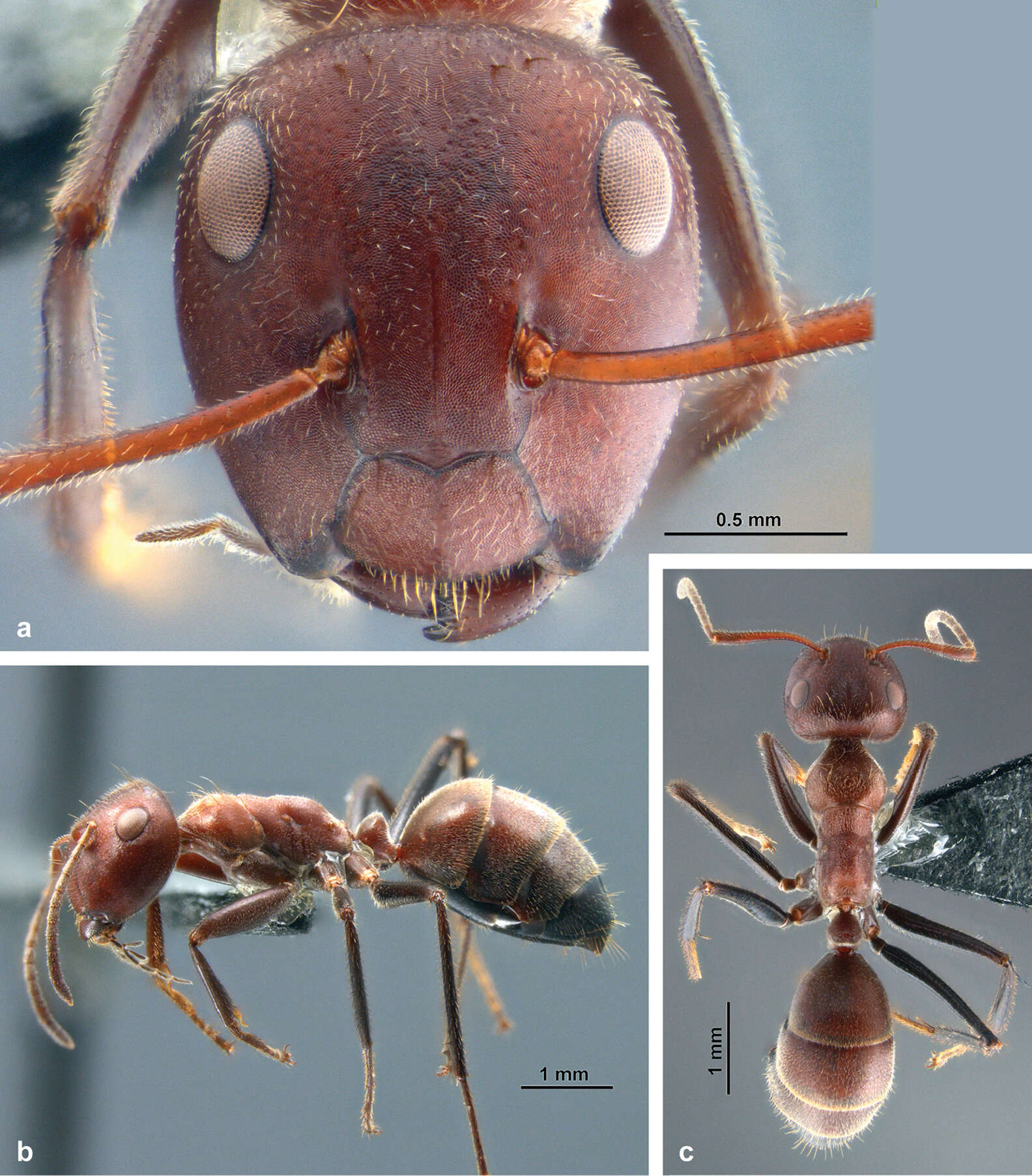 New Species Of Exploding Ant Can Sacrifice Herself To Save Her Colony ...
