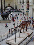 The Field Museum