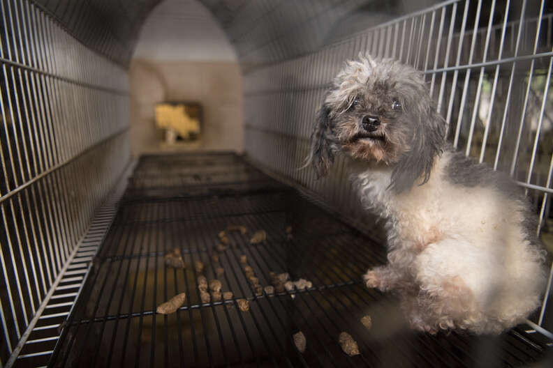 Dog in puppy mill