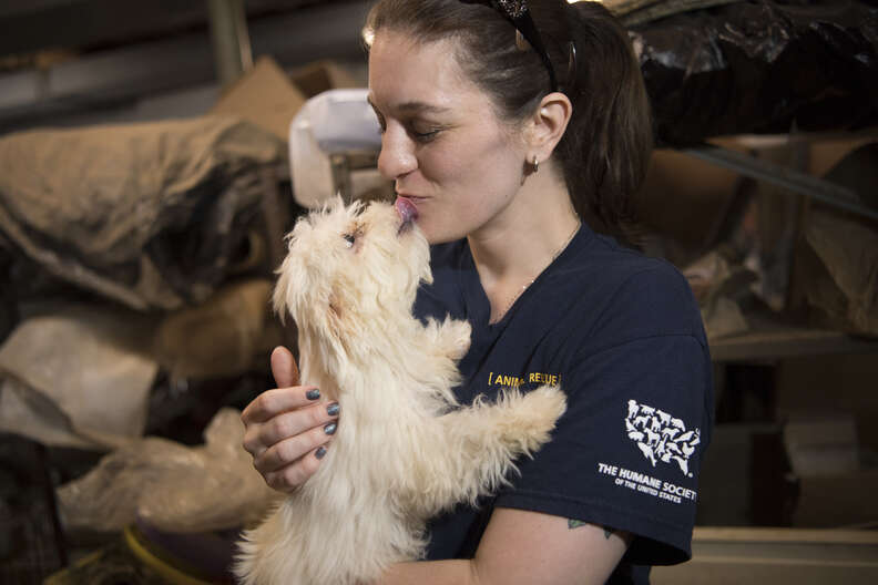 Puppy kisses rescuer saving him from puppy mill