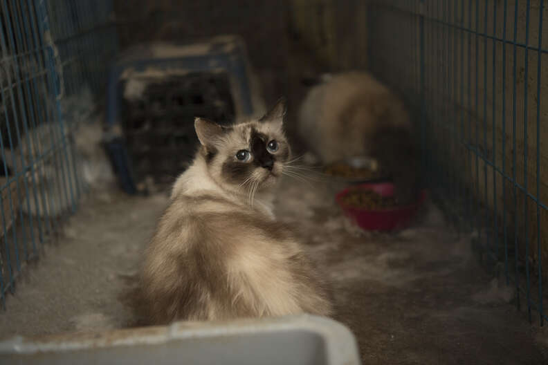 Kitten found in breeding mill