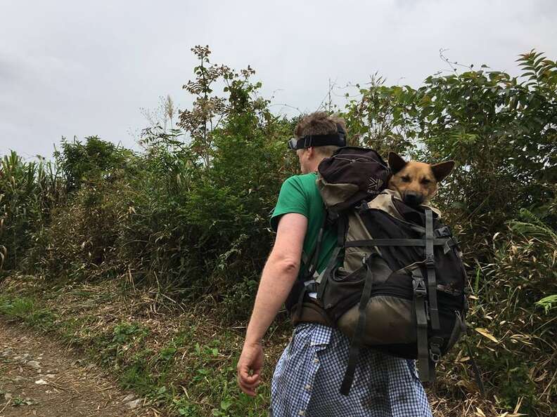 Hiker carrying dog in backpack